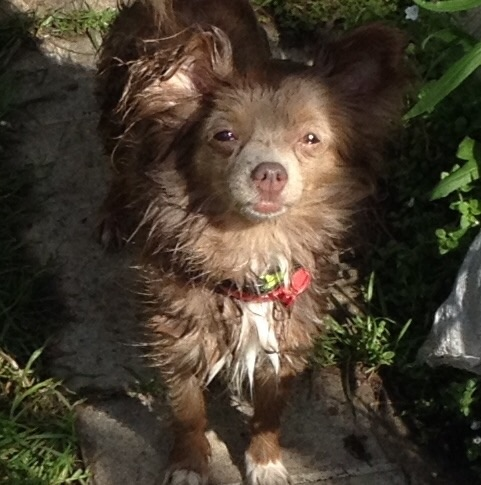 Lost dog, Moscow, Izmailovsky park - The dog is missing, Moscow, Urgently, Help me find, Dog, Chihuahua, Help, No rating