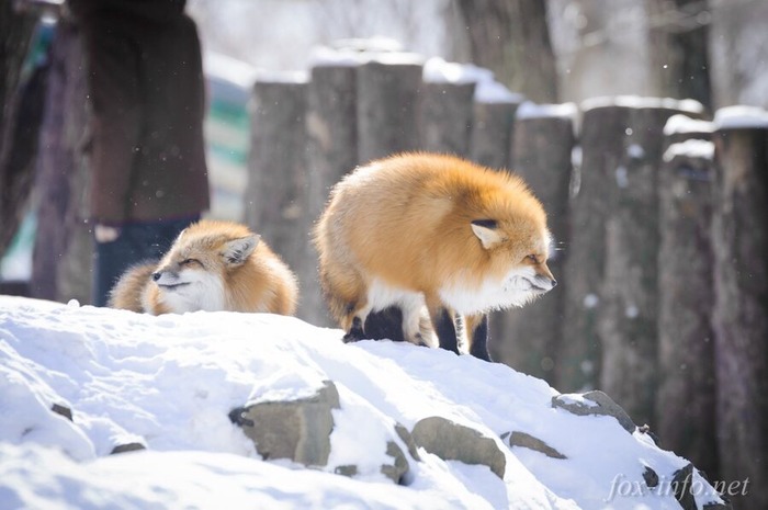 The third bun was superfluous ... - , Cold, Fox, Animals, The bone is fluffy