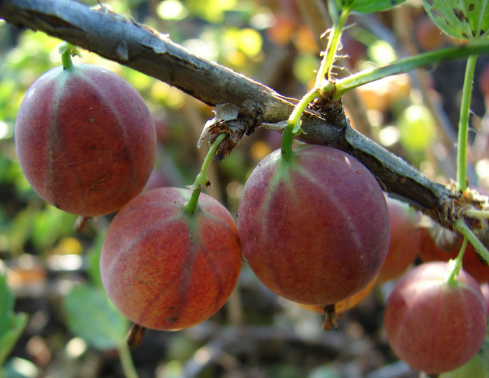 Gooseberry, what kind of berry? - Dacha, Garden, Garden, Berries, Longpost