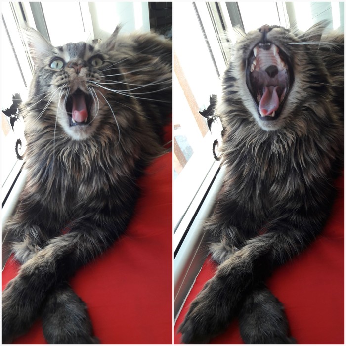 yawn post) - My, cat, Maine Coon, Kotopes, Catomafia, To fall, Pet, Yawn, Pets