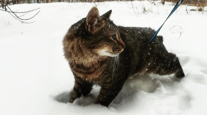 First time in the snow - Catomafia, cat, Snow, My, Winter