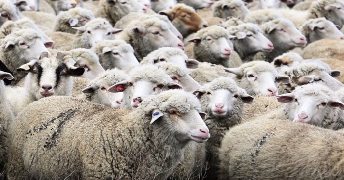 250 sheep without documents from Rostov were not allowed into Dagestan - Sheeps, Rostov region