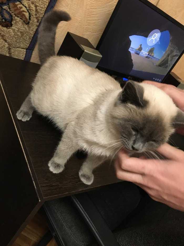 Siam kitten found (Or Thai)))) - My, cat, In good hands, Lost, No rating, Longpost, Tula