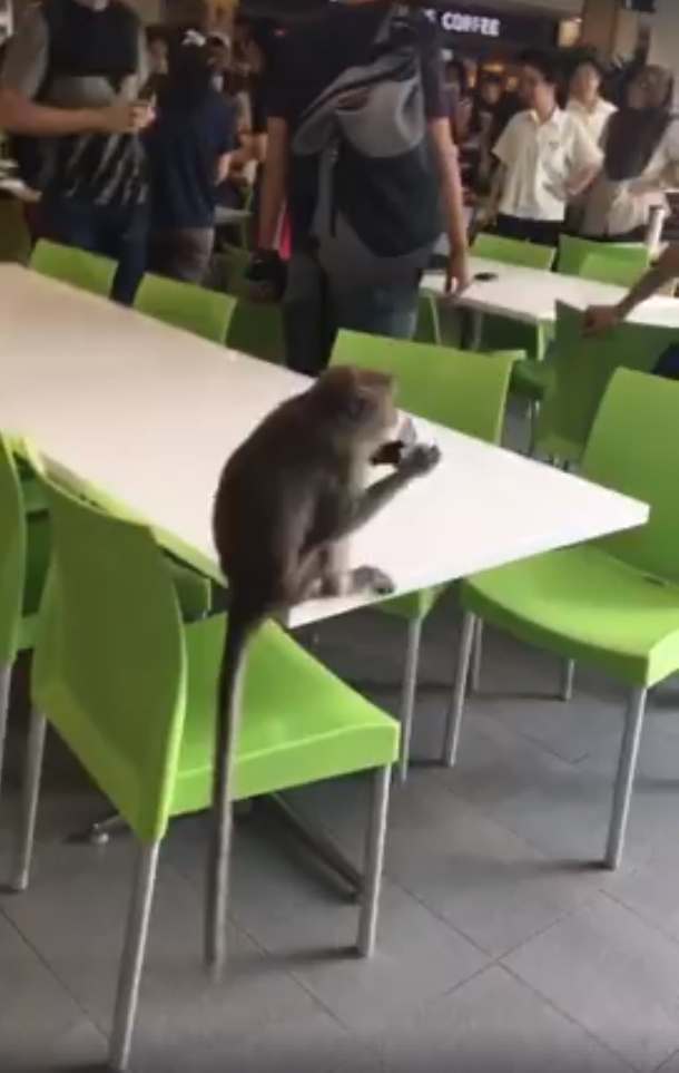 In the animal world or who is found on my campus. - My, Singapore, Asia, Studying at the University, Animals, Interesting, Wild animals, In the animal world, Video, Longpost