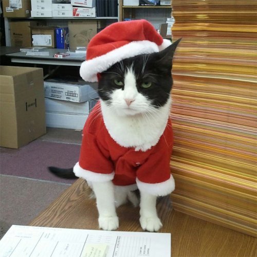 In anticipation of the holiday - Outfit, cat, Images