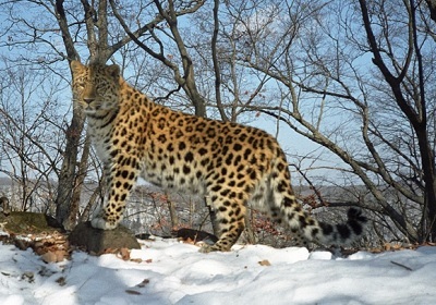 Far Eastern leopard - My, Fauna, Animals, Prilutsky, Leopard