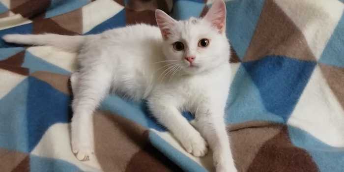 Giving away a white cat - My, In good hands, cat, Moscow, No rating