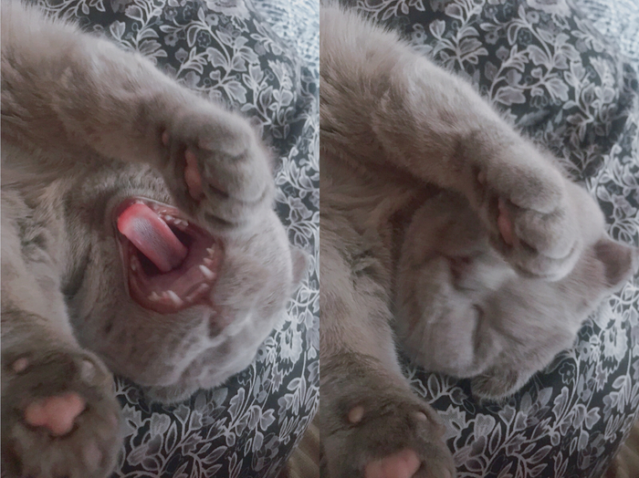 They say yawning and pillow cravings are contagious - Relaxation, Pillow, Fluffy, Milota, Pets, cat, Yawn, My, Catomafia