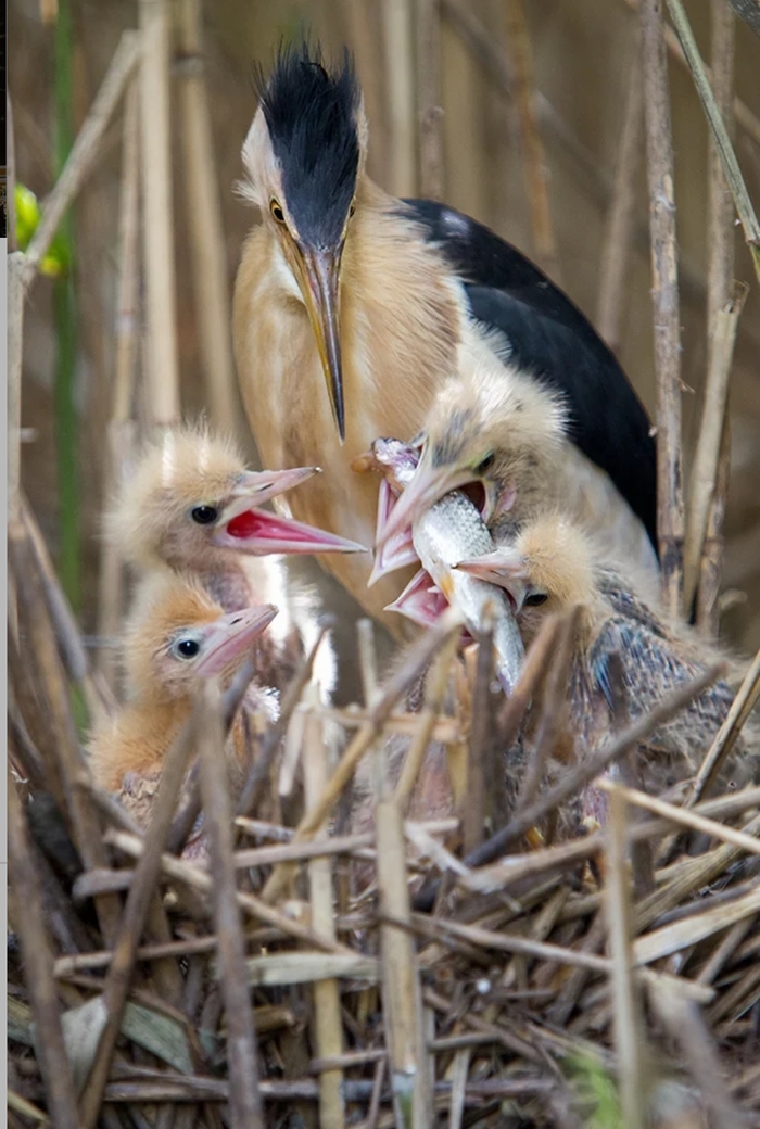 Dad can ... - Birds, Chick, A fish, Nest, Feeding, Milota, The national geographic, The photo