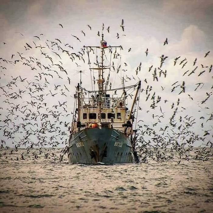 Seiner - Batumi, Seiner, Sea, Seagulls