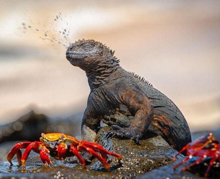 Snort! or Apchi! - The photo, marine iguana, Iguana, Crab, Rainbow crabs, Sneeze, Fyr