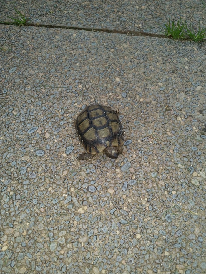 Turtle - My, Morocco, Rabat, Turtle, Longpost