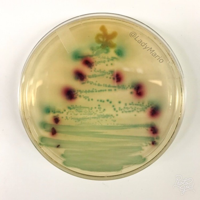 bacterial tree - Christmas trees, Bacteria, Salmonella, , 
