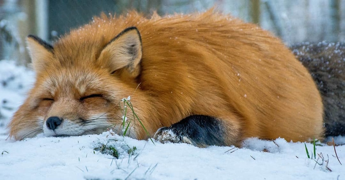 Fluffy fox. Лиса. Пушистая лиса. Рыжая лиса. Рыжая лиса пушистая.