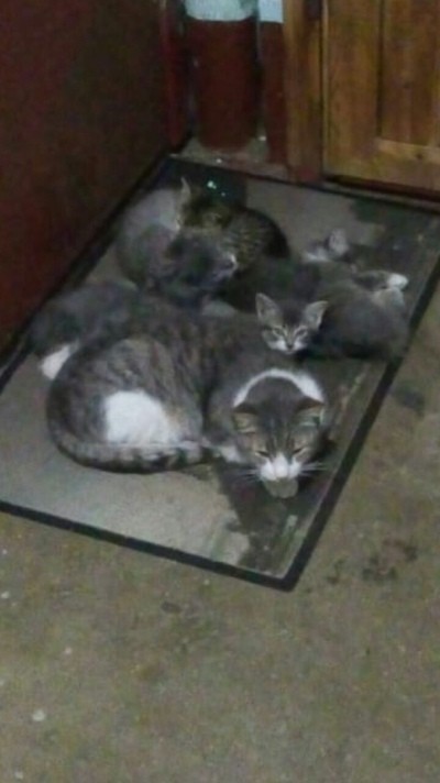 Help for kittens (St. Petersburg) - Kittens, No rating, Help, Longpost, Helping animals