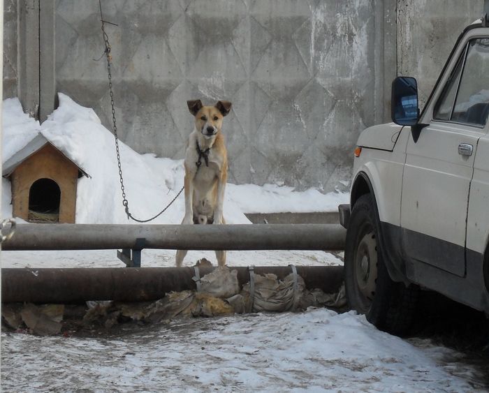 So, who are you to, young man? - My, Dog, Security, Cur, Outskirts, The photo