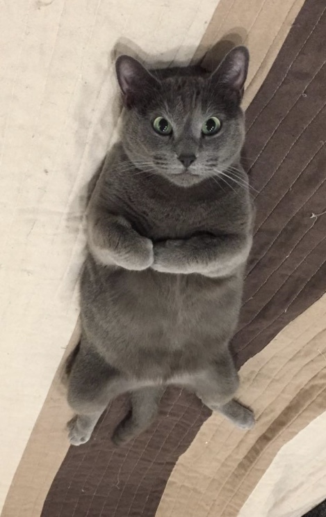 think of a name) - cat, Russian blue
