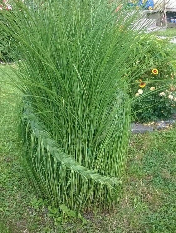 Idea for next summer: why mow the grass if you can braid it - Life hack, Idea, Nature, The photo, Grass, Plants, beauty