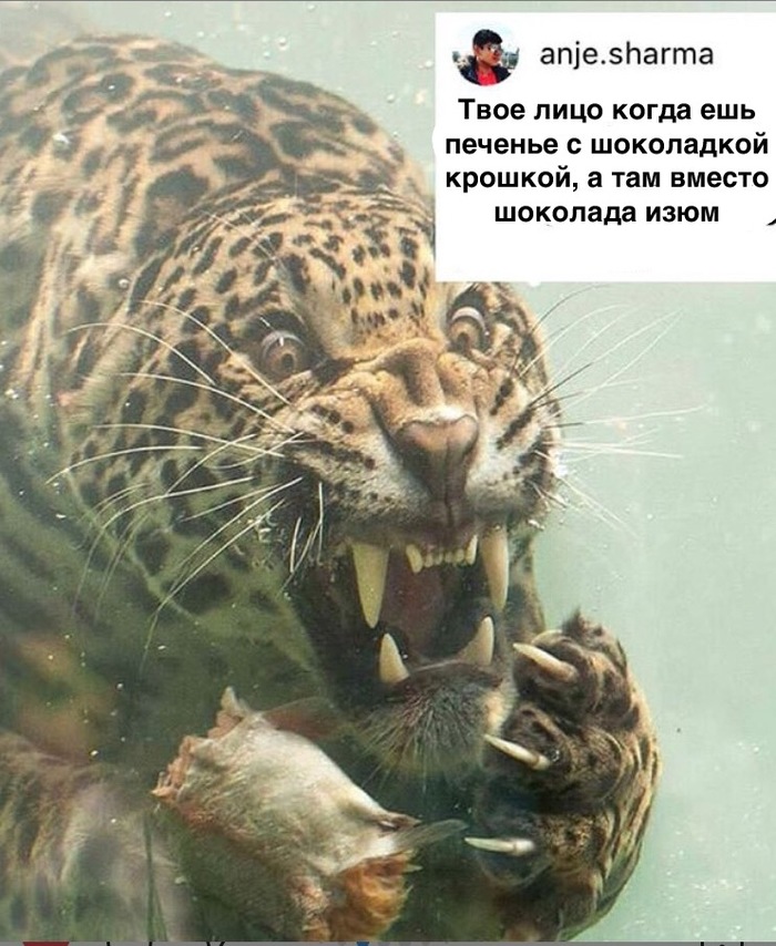 Disgusting - cat, Big cats, Memes, Translation, Tiger, , Ignorance, Instagram