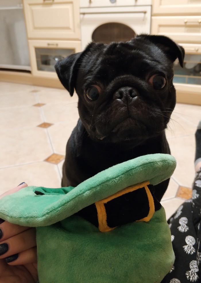 Pug ready for st patrick's day - My, Pug, Pet, Dog, Hat, St.Patrick 's Day, Longpost, Pets