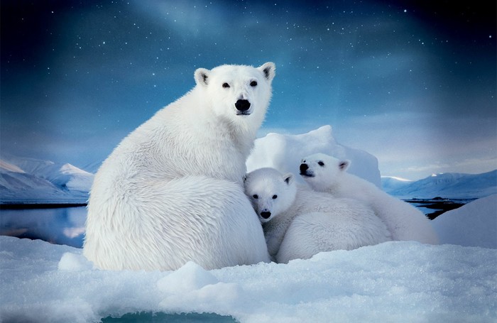 mother with children - Animals, The photo, The Bears, A life, beauty, Funny animals, Winter