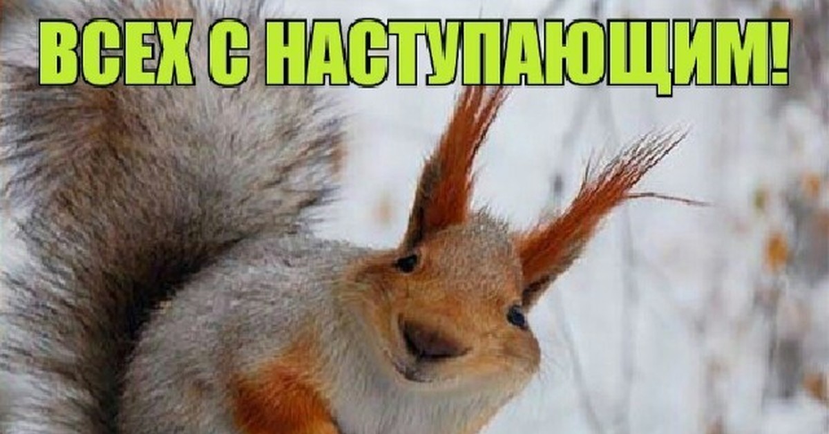 Белка пришла картинки прикольные