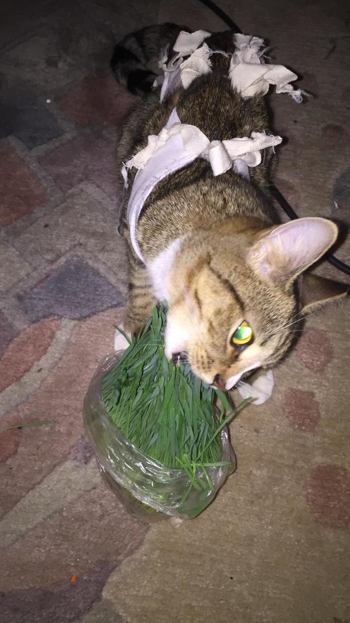 Shame, shame! - My, cat, Grass, Vegetarianism, Betrayal