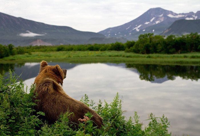 Bear enjoys the view... - The Bears, Milota, beauty, Brown bears, Nature, The photo