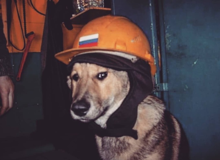 When TBshnik came - Safety engineering, Occupational Safety and Health, Dog, The photo, Helmet, Production