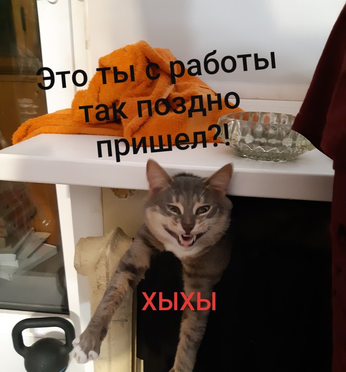 Ленивый кот - Котомафия, Моё, Кот, Работа, Встреча