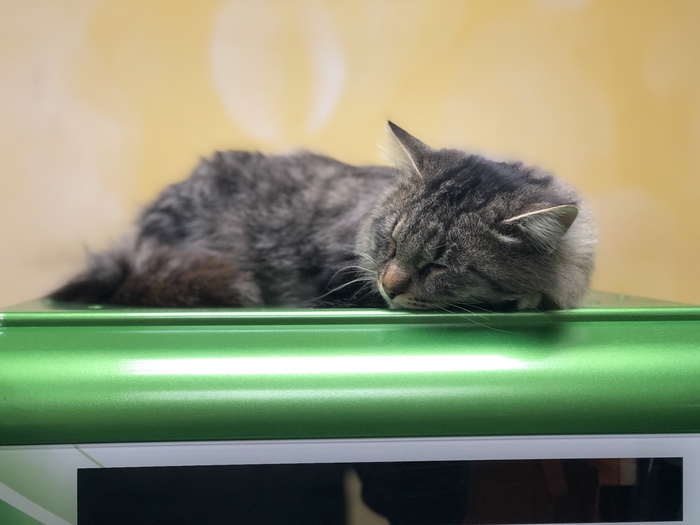 The cat in the savings is sleeping, right at the terminal. - Sberbank, Longpost, My, Milota, cat