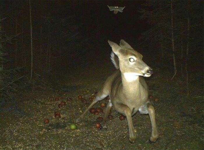 What do you know about nightmares! - Deer, Flying squirrel, Fear, Night, Deer