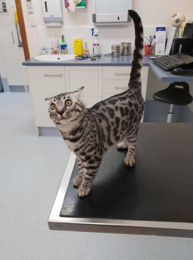 First time at the vet - cat, Catomafia, Vet