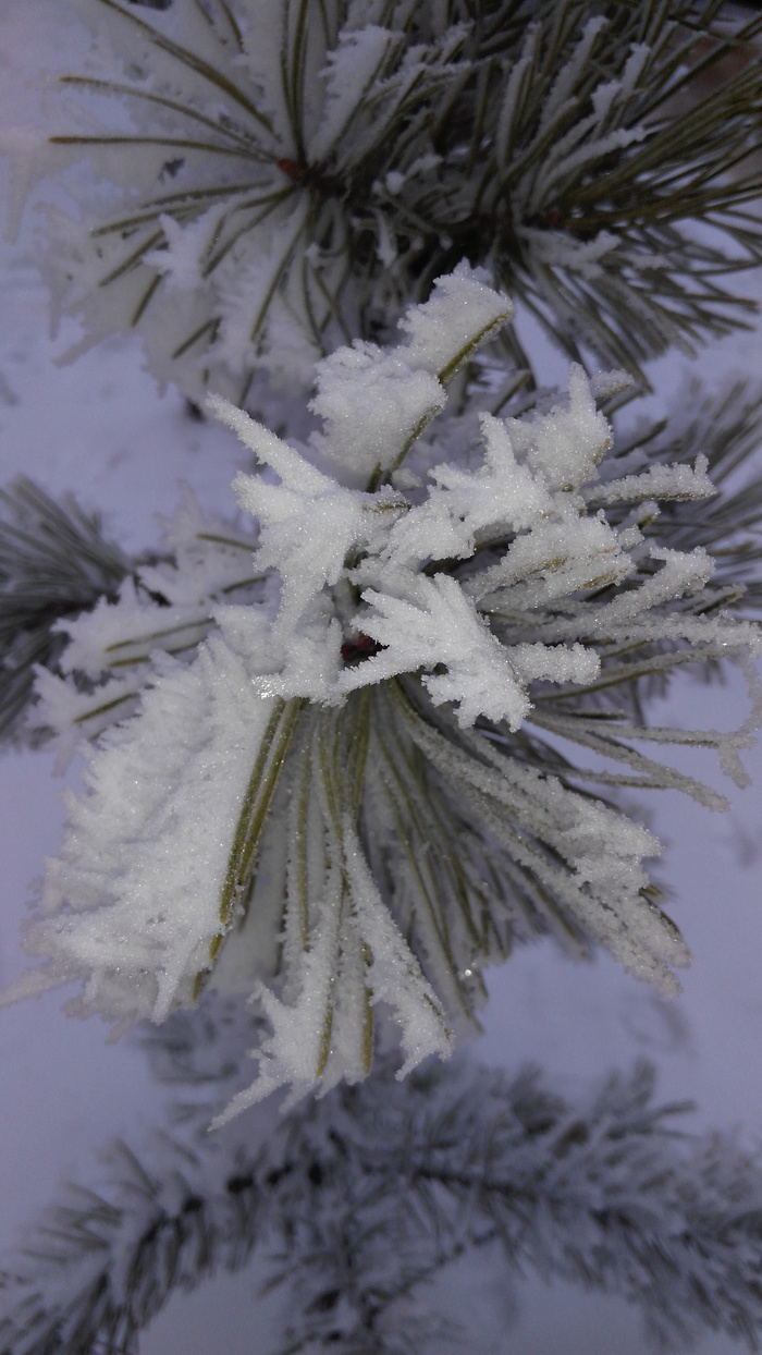 Winter - My, Winter, Pine, Longpost