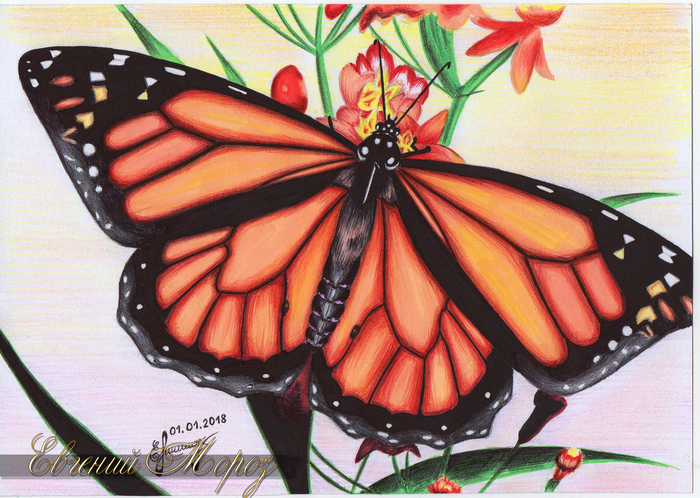 Butterfly - My, Drawing, Butterfly, Watercolor pencils, Ball pen, Alcohol markers, Graphics, Mixed media, Insects