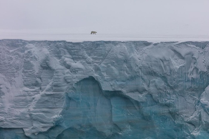 The polar bear walks along the Wall - The photo, Russian Arctic, Wall, , Russian Geographical Society