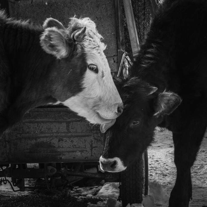 Коровьи нежности