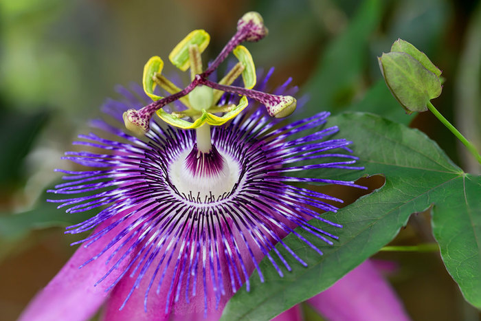 Passiflora or passion flower - My, Garden, Garden, Dacha, Flowers, Longpost