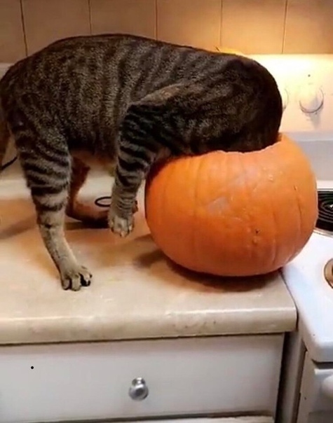 L- curiosity - cat, Catomafia, Pumpkin, Curiosity