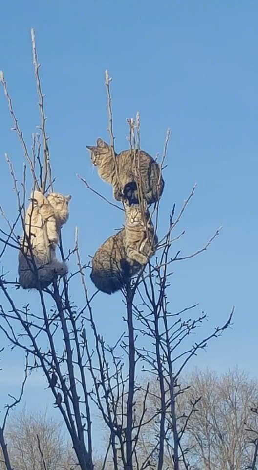 Чем выше , тем теплее - Кот, Котомафия, Дерево, Высота, Пригрелся, Греются