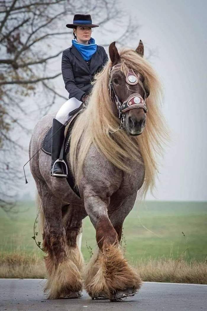 Horsepower - Horses, Horseback riding, Animals, Riders, The photo, Power, beauty, Percheron