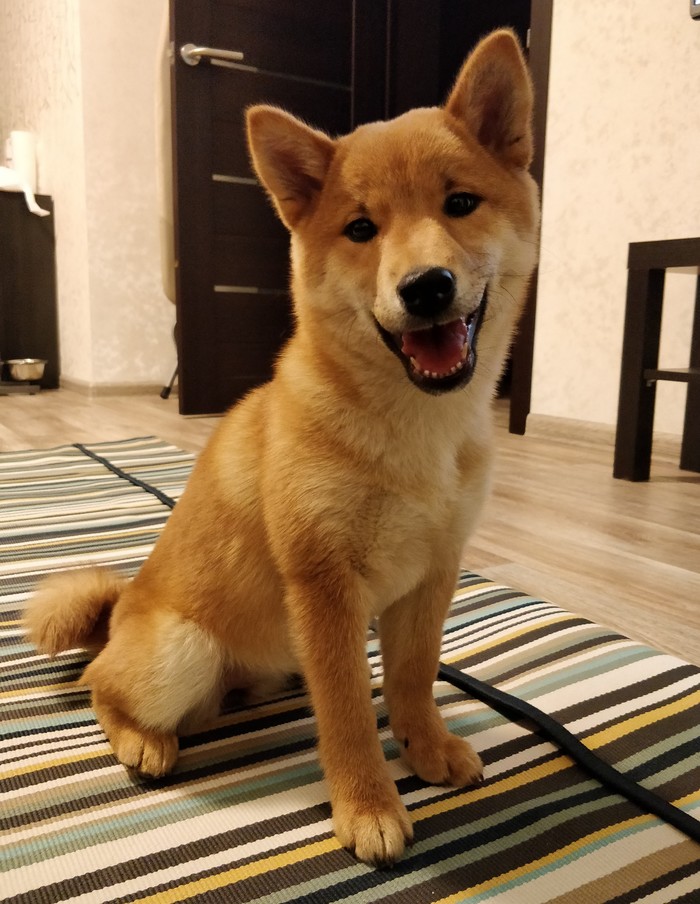 Smile! - My, Dog, Shiba Inu, Smile