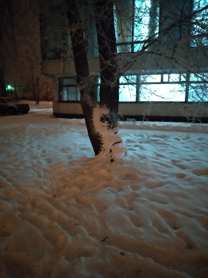 Хмурое дерево в шлеме. - Моё, Сходство, Дерево, Фотография