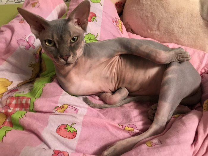 Just a cute bald cat - Pose, Sphinx, My, Longpost, cat