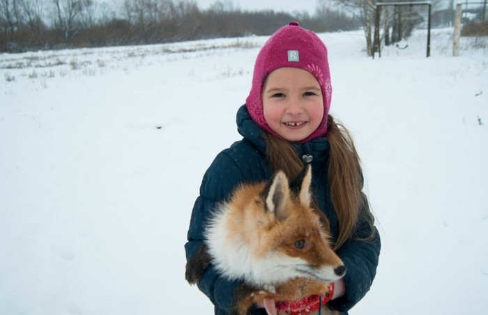 Лисьих историй пост. Лиса, Животные, Длиннопост