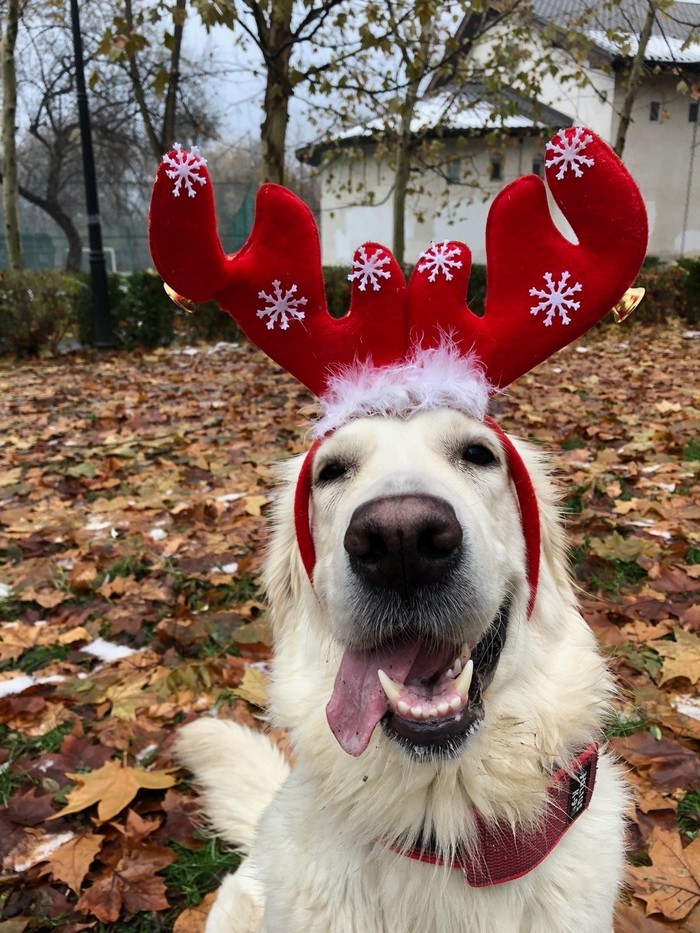 Друг олень Собака, Лабрадор, Рождество
