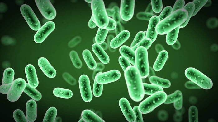 Все ли бактерии опасны? Наука, Биология, Бактерии, Бактерии и вирусы, Болезнь, Длиннопост