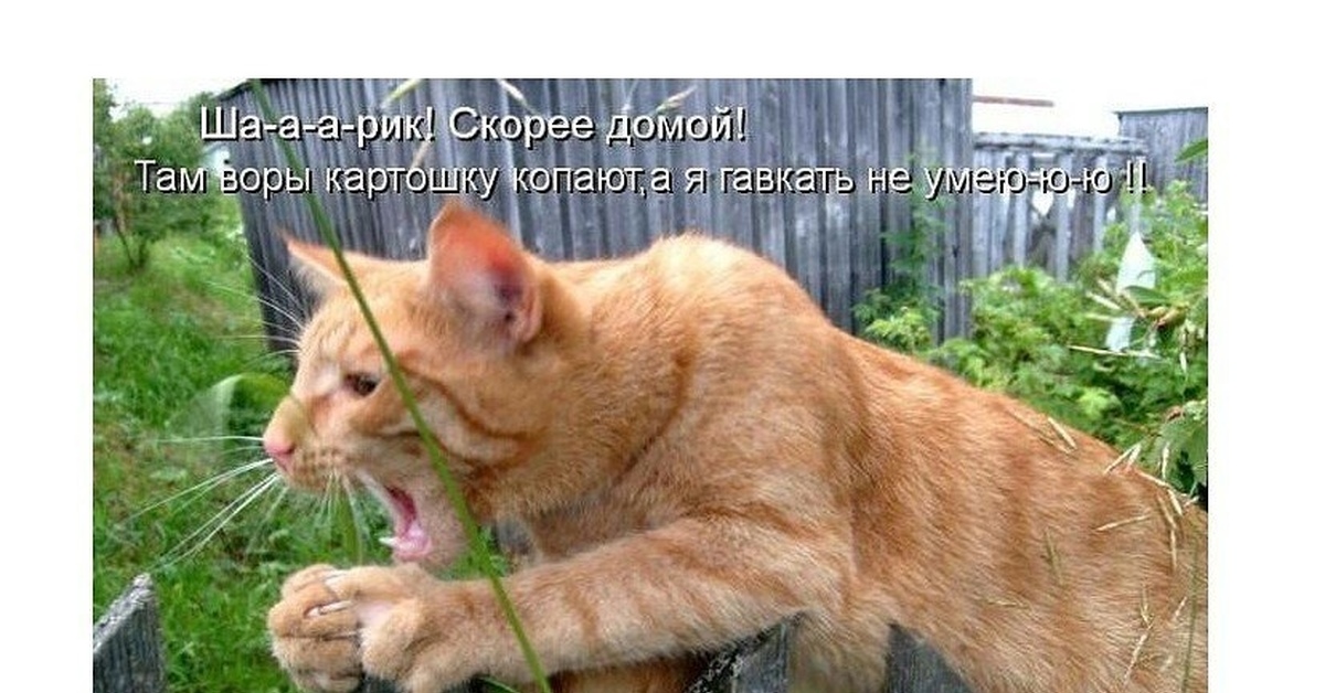 Приходи скорей домой. Кот и огород юмор. Мартовский кот с подписью. Коты на даче юмор. Смешной кот на даче.