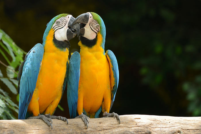 Love - Animals, The photo, A life, A parrot, beauty, Funny animals, Love