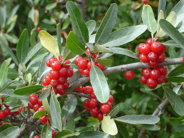 Have you seen the buffalo berry? - My, Garden, Garden, Berries, Dacha, Longpost